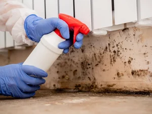 Technician spraying mold treatment on contaminated surface